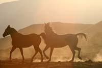 /Oreana/Fandango/2008/gallery/fourSeasons/thumbnails/DS-5767 Dusty Trail.jpg